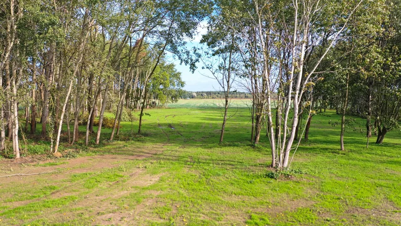 Samosiejki na działce budowlanej: Jak legalnie je usunąć?