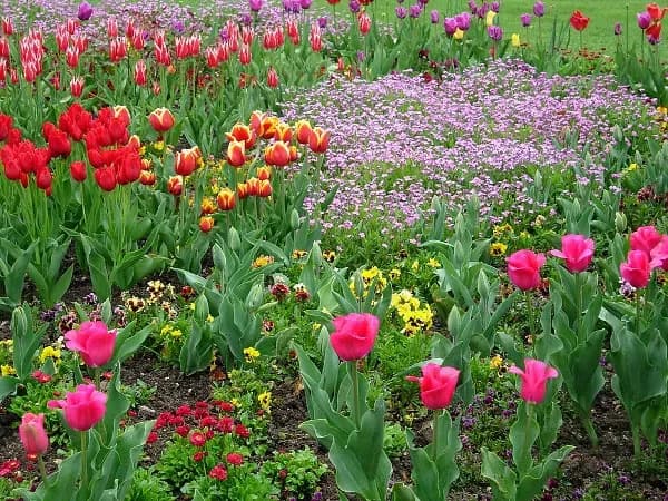 Jak uprawiać fioletowe tulipany? Poradnik sadzenia cebulek