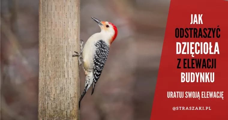 Skuteczne sposoby jak pozbyć się dzięcioła z elewacji i ochronić dom