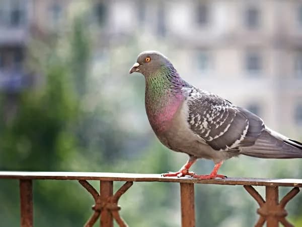 Skuteczne sposoby na odstraszanie ptaków z elewacji - bez szkody