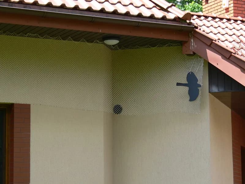 Skuteczne sposoby jak odstraszyć ptaki z elewacji: 8 sprawdzonych metod
