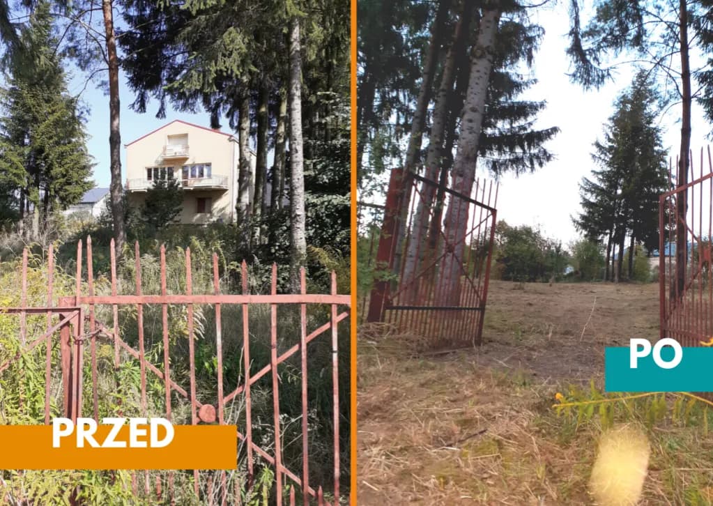 Drzewa na działce budowlanej: przepisy, wycinka i sadzenie