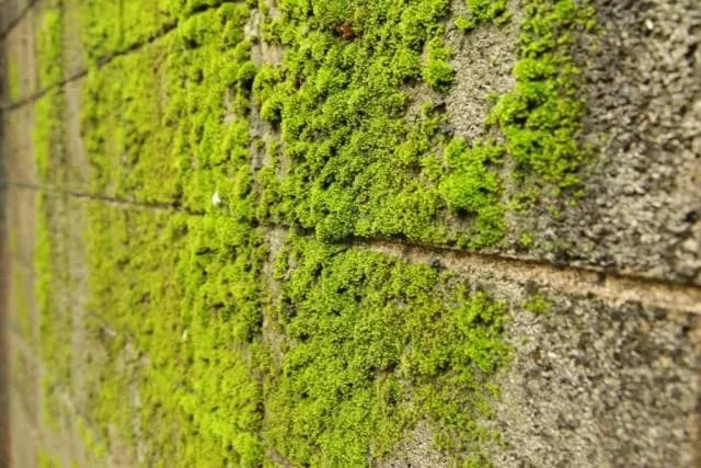 Skuteczne sposoby jak zwalczyć mech na elewacji: poradnik domowych metod