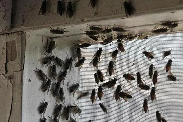 Skuteczne sposoby jak odstraszyć muchy z elewacji: 8 sprawdzonych metod
