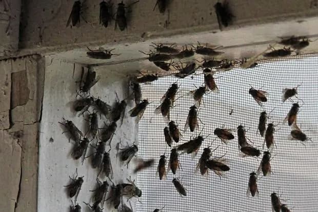 Dlaczego muchy obsiadają elewację domu? Poznaj prawdę i skuteczne rozwiązania
