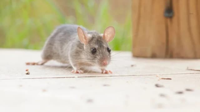 Jak skutecznie zabezpieczyć elewację przed myszami: 8 sprawdzonych metod