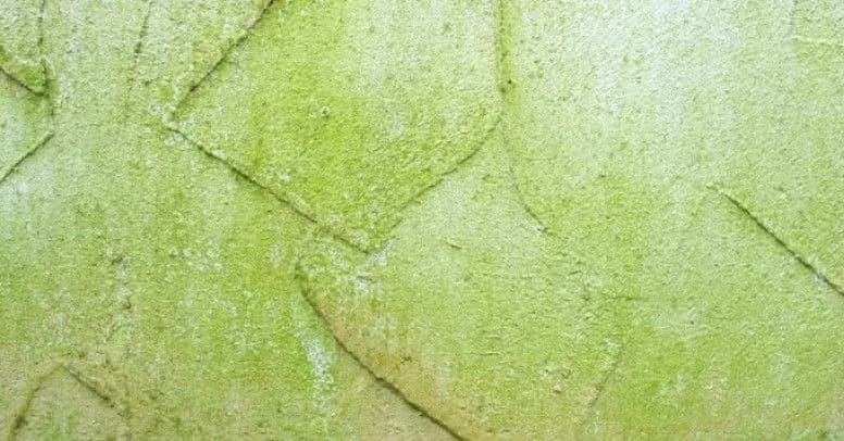 Skuteczne sposoby jak usunąć glony z elewacji budynku w 3 prostych krokach