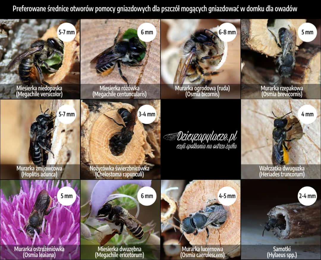 Jak zbudować domek na owady: 5 prostych kroków dla ogrodników