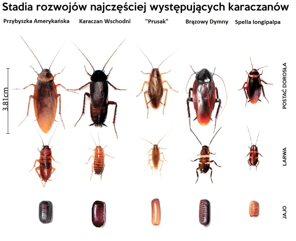 Mały karaluch w domu: jak go rozpoznać i skutecznie usunąć