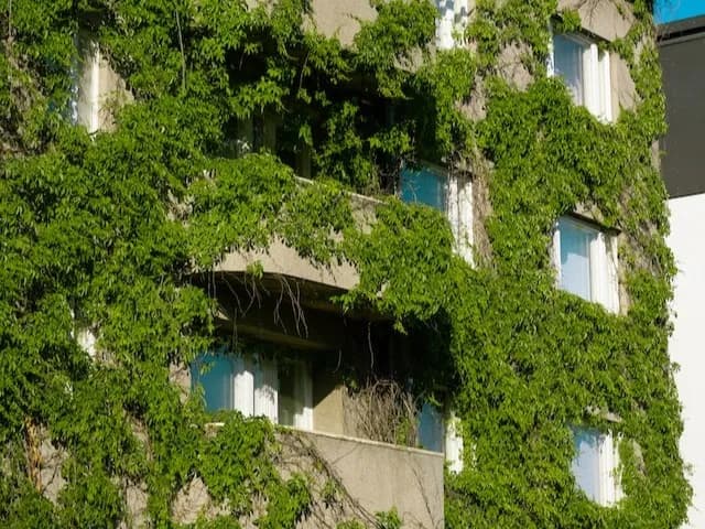 Skuteczne sposoby jak pozbyć się bluszczu z elewacji bez zniszczenia ścian